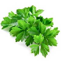 Cilantro