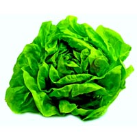 Lechuga