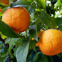 Naranja amarga